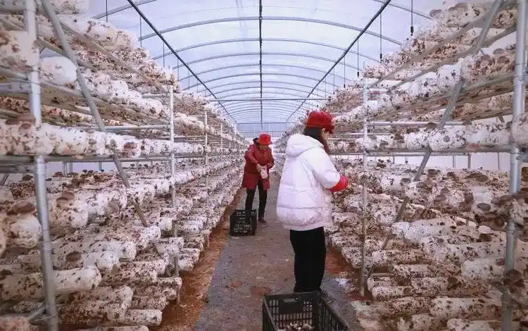 蘑菇种植关键步骤:选址、养料到采收的全程指南(图2) 阳台食用菌种植技术_家庭蘑菇种植技巧_蘑菇种植步骤