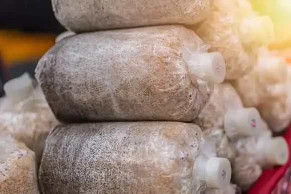 蘑菇种植关键步骤:选址、养料到采收的全程指南(图3) 蘑菇种植步骤_阳台食用菌种植技术_家庭蘑菇种植技巧