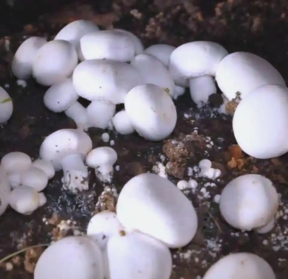 蘑菇种植关键步骤:选址、养料到采收的全程指南(图4) 家庭蘑菇种植技巧_蘑菇种植步骤_阳台食用菌种植技术