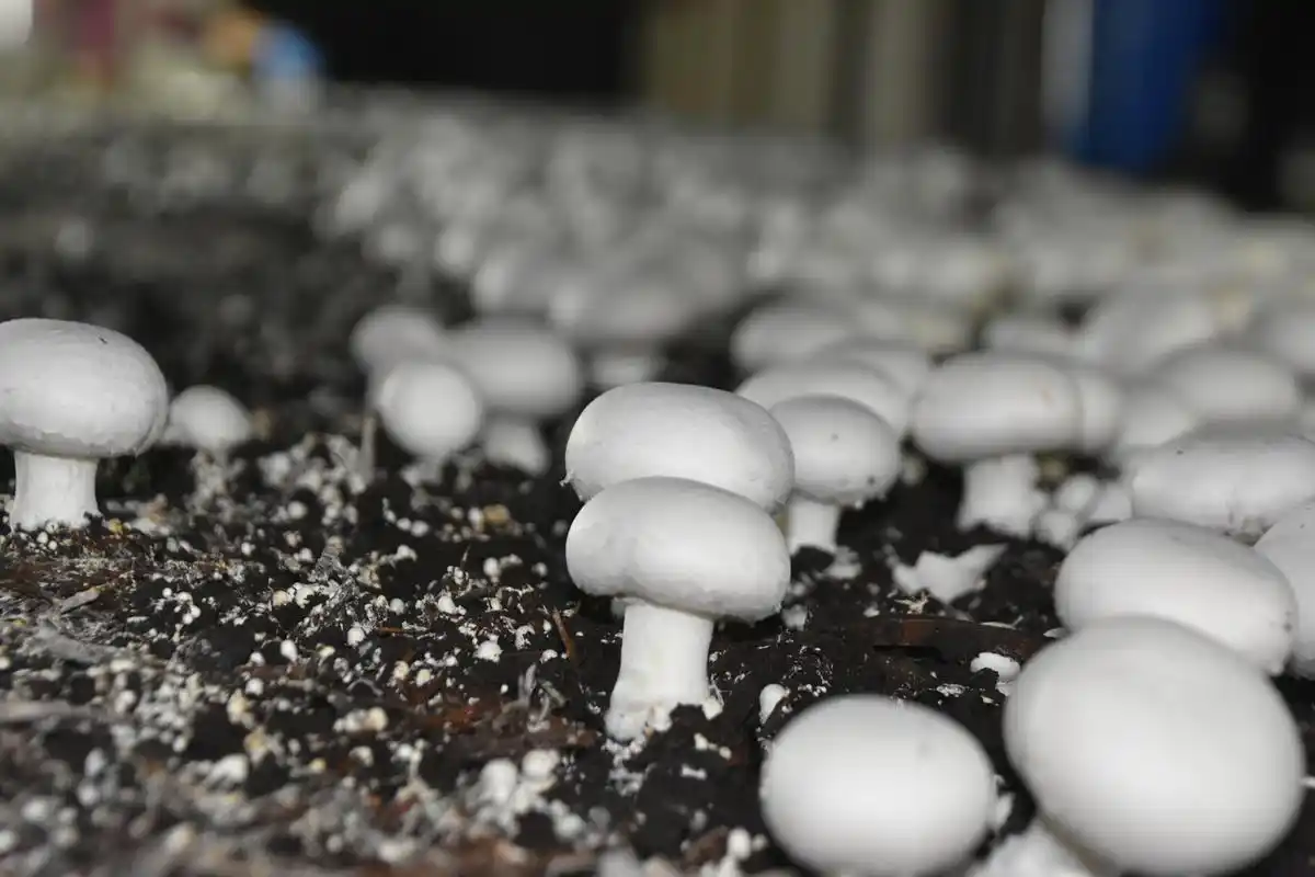 蘑菇种植关键步骤:选址、养料到采收的全程指南(图5) 家庭蘑菇种植技巧_阳台食用菌种植技术_蘑菇种植步骤