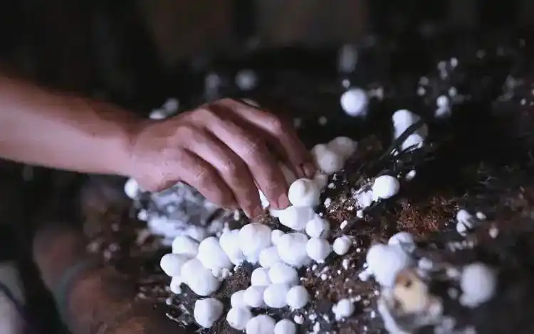 蘑菇种植关键步骤:选址、养料到采收的全程指南(图6) 家庭蘑菇种植技巧_阳台食用菌种植技术_蘑菇种植步骤