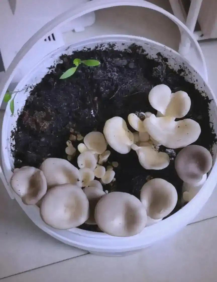 蘑菇种植关键步骤:选址、养料到采收的全程指南(图7) 蘑菇种植步骤_家庭蘑菇种植技巧_阳台食用菌种植技术