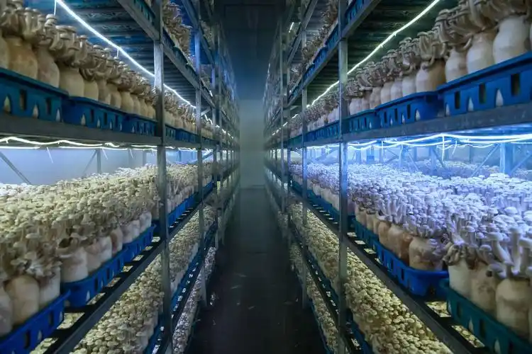 蘑菇种植关键步骤:选址、养料到采收的全程指南(图8) 蘑菇种植步骤_阳台食用菌种植技术_家庭蘑菇种植技巧