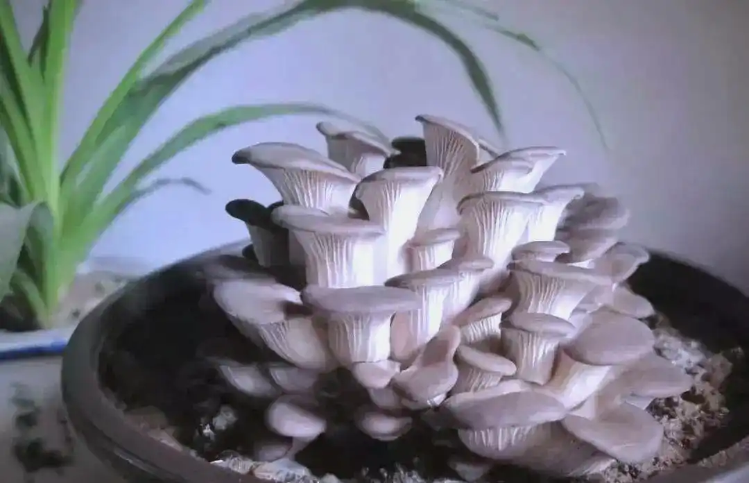 阳台蘑菇种植全方位指南:从选择到养护(图1) 蘑菇阳台种植技巧_阳台食用菌种植技术_阳台种植蘑菇