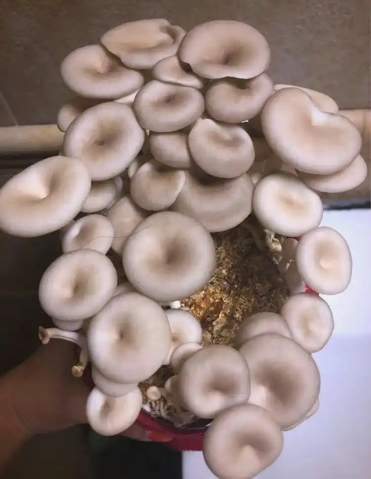 阳台蘑菇种植全方位指南:从选择到养护(图2) 蘑菇阳台种植技巧_阳台种植蘑菇_阳台食用菌种植技术