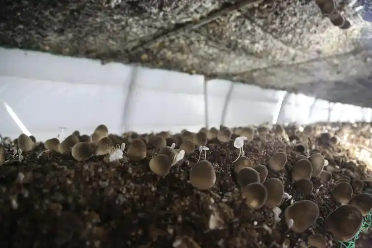 阳台蘑菇种植全方位指南:从选择到养护(图3) 蘑菇阳台种植技巧_阳台食用菌种植技术_阳台种植蘑菇