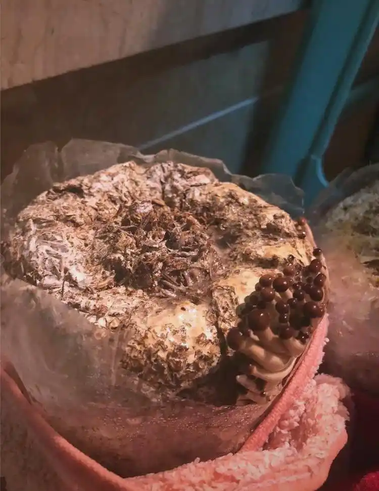 阳台蘑菇种植全方位指南:从选择到养护(图5) 阳台食用菌种植技术_阳台种植蘑菇_蘑菇阳台种植技巧