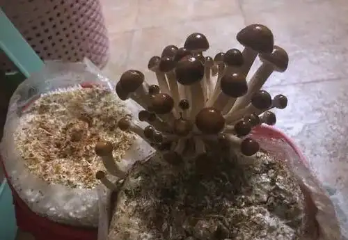阳台蘑菇种植全方位指南:从选择到养护(图6) 蘑菇阳台种植技巧_阳台种植蘑菇_阳台食用菌种植技术