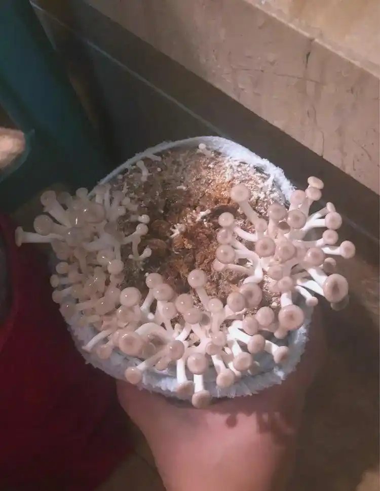 阳台蘑菇种植全方位指南:从选择到养护(图7) 蘑菇阳台种植技巧_阳台食用菌种植技术_阳台种植蘑菇