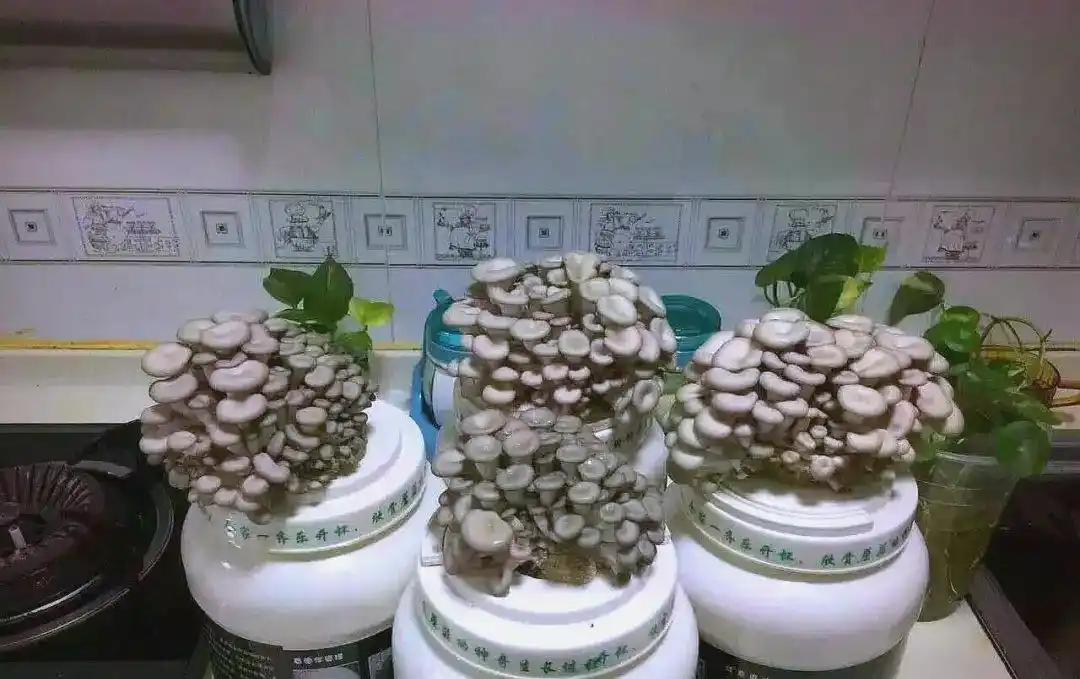 阳台蘑菇种植全方位指南:从选择到养护(图8) 阳台食用菌种植技术_阳台种植蘑菇_蘑菇阳台种植技巧