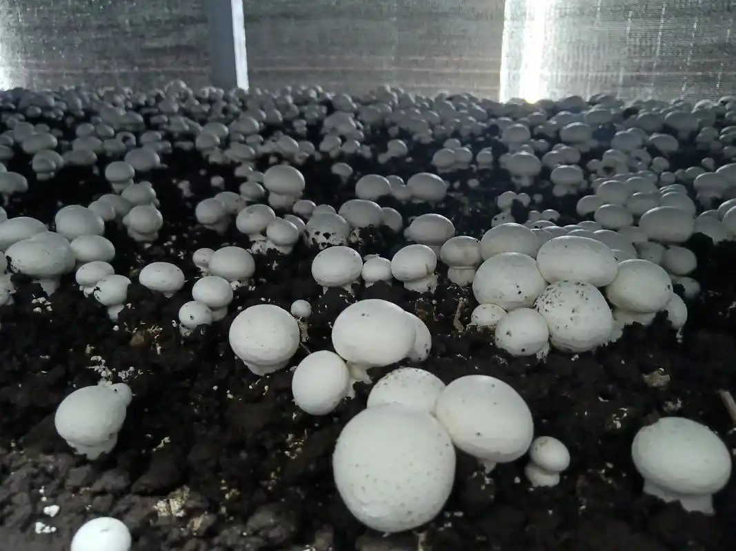 阳台蘑菇种植全方位指南:从选择到养护(图9) 阳台食用菌种植技术_阳台种植蘑菇_蘑菇阳台种植技巧