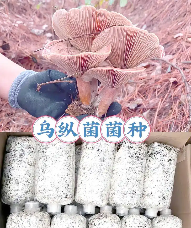 家庭食用菌种植指南:轻松掌握室内蘑菇生产(图1) 阳台食用菌种植技术_平菇杏鲍菇种植技巧_家庭食用菌种植方法