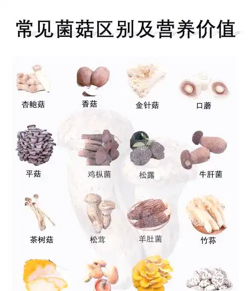 家庭食用菌种植指南:轻松掌握室内蘑菇生产(图3) 家庭食用菌种植方法_平菇杏鲍菇种植技巧_阳台食用菌种植技术