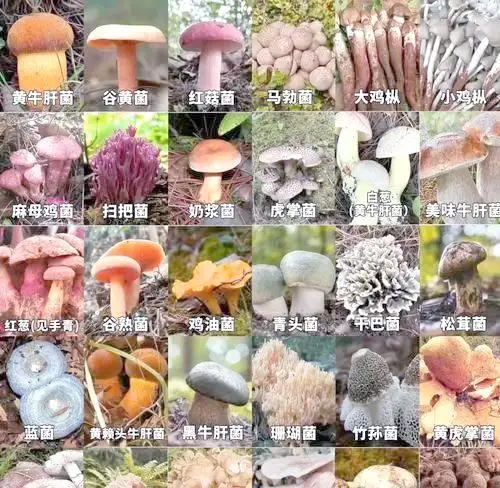 家庭食用菌种植指南:轻松掌握室内蘑菇生产(图4) 家庭食用菌种植方法_阳台食用菌种植技术_平菇杏鲍菇种植技巧