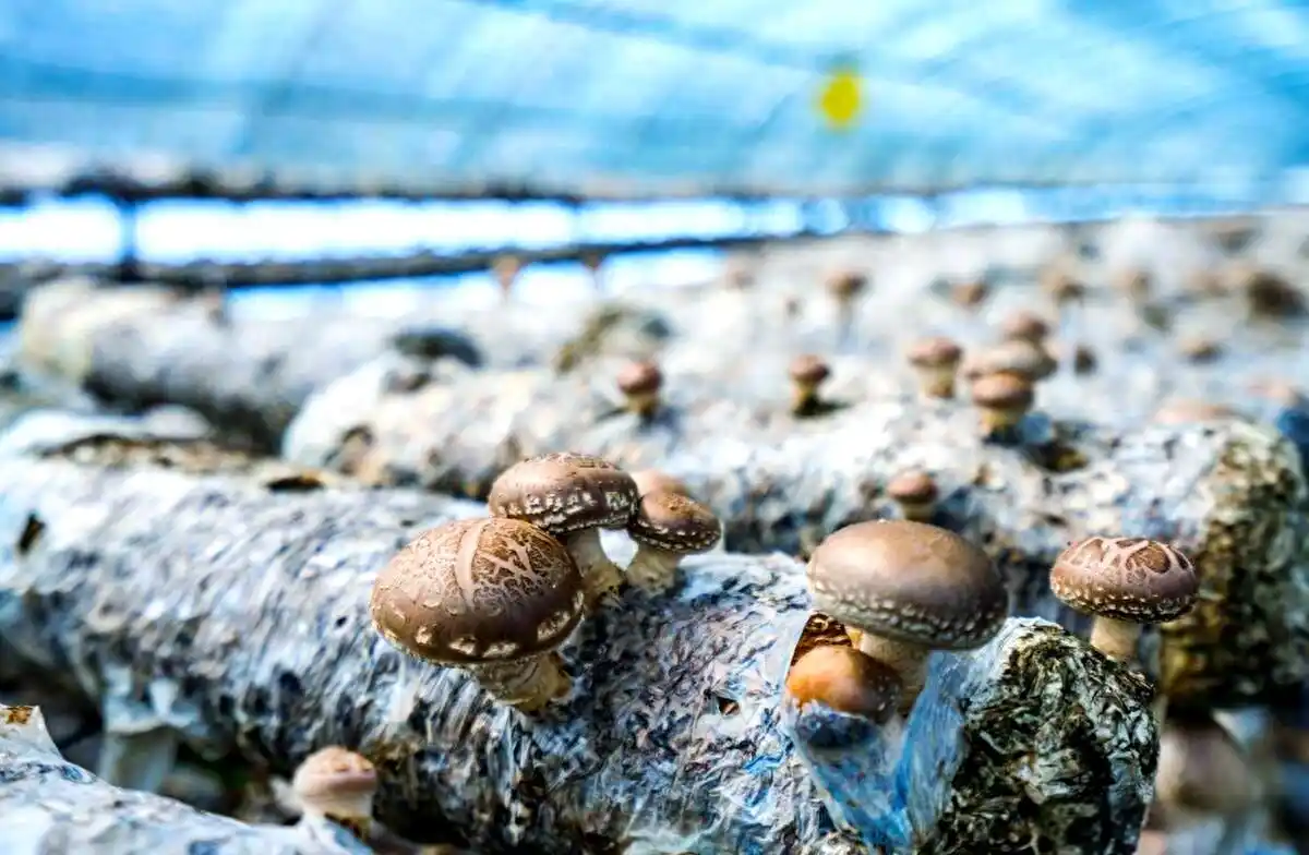 室内种植食用菌的详细指南:从准备到采收的全程详解(图1) 食用菌种植容器选择_食用菌培养基质挑选_阳台食用菌种植技术