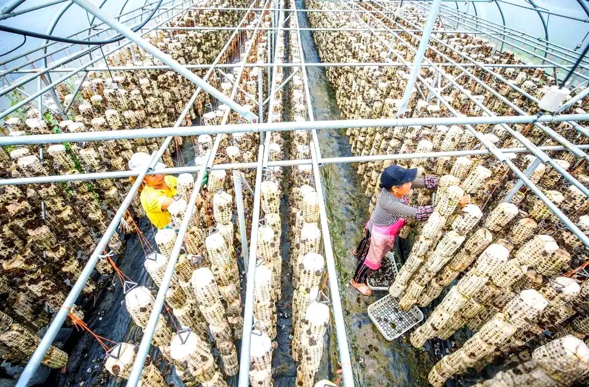 室内种植食用菌的详细指南:从准备到采收的全程详解(图2) 阳台食用菌种植技术_食用菌培养基质挑选_食用菌种植容器选择