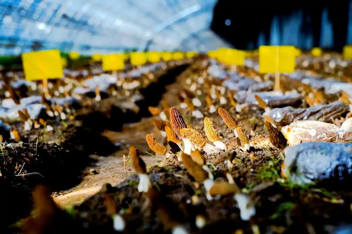 室内种植食用菌的详细指南:从准备到采收的全程详解(图3) 阳台食用菌种植技术_食用菌种植容器选择_食用菌培养基质挑选