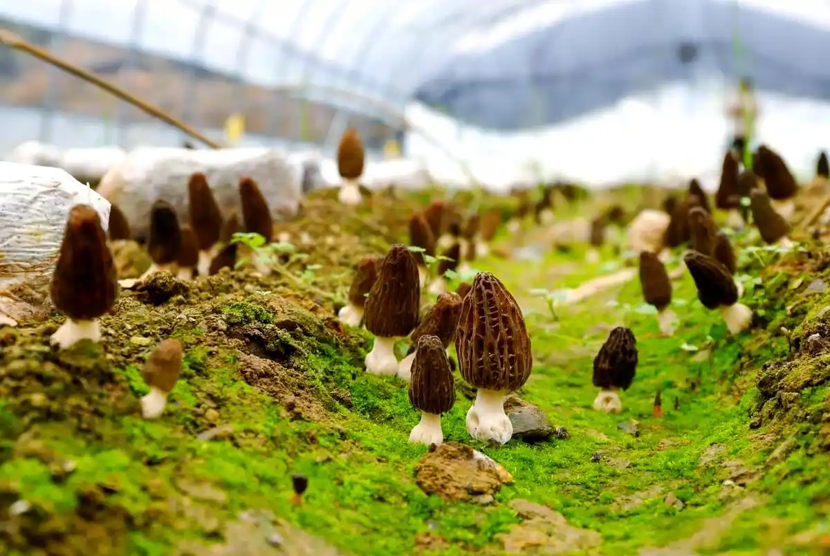 室内种植食用菌的详细指南:从准备到采收的全程详解(图4) 阳台食用菌种植技术_食用菌种植容器选择_食用菌培养基质挑选