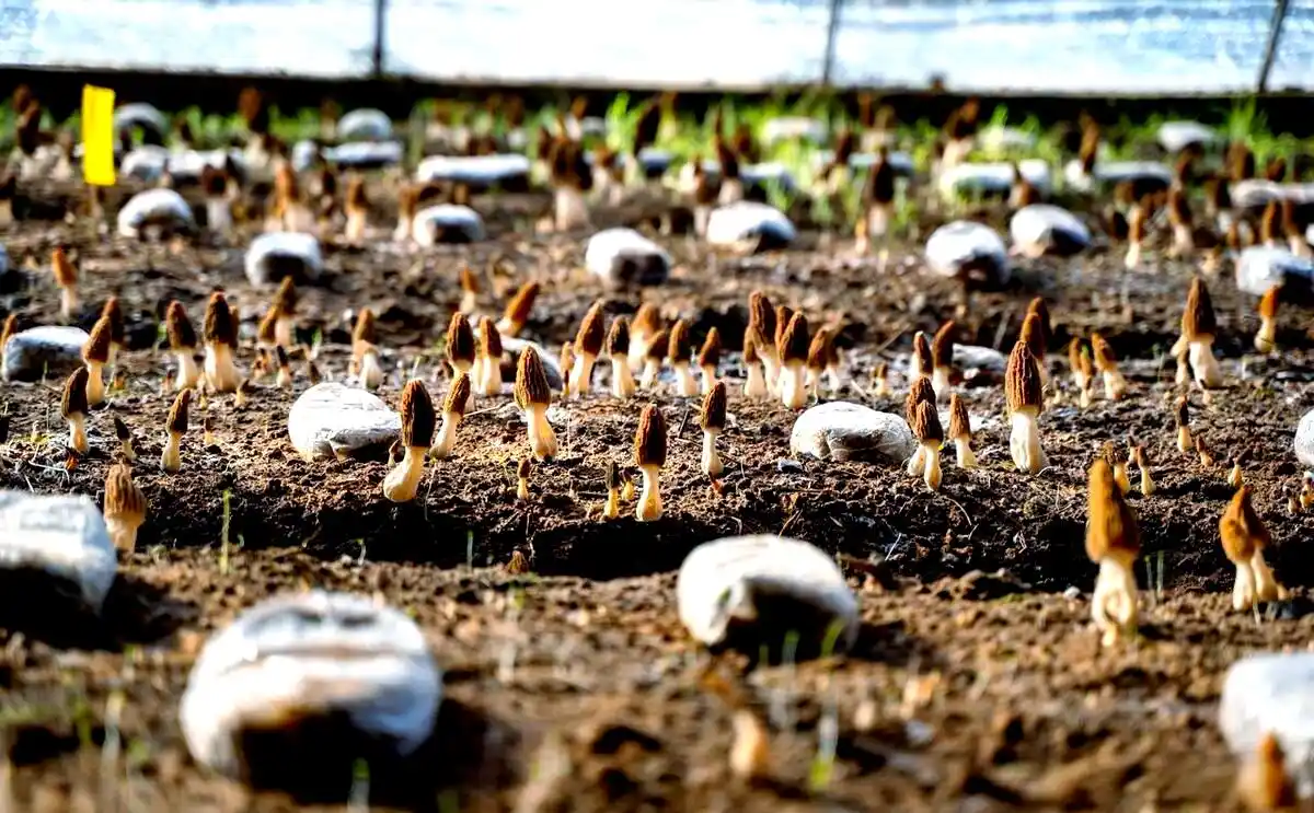 室内种植食用菌的详细指南:从准备到采收的全程详解(图6) 食用菌种植容器选择_食用菌培养基质挑选_阳台食用菌种植技术