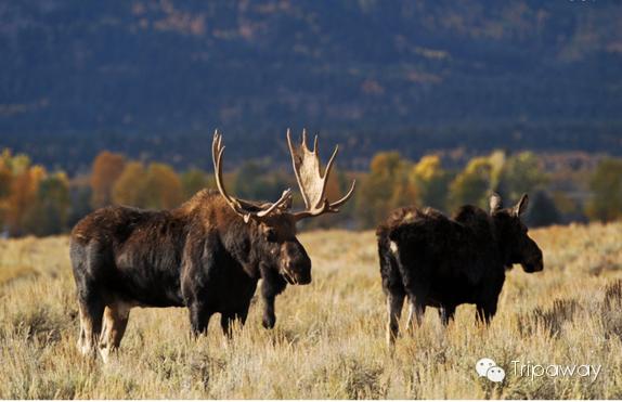 美西自驾SUV游_拉斯维加斯赌城风情_美西旅游线路