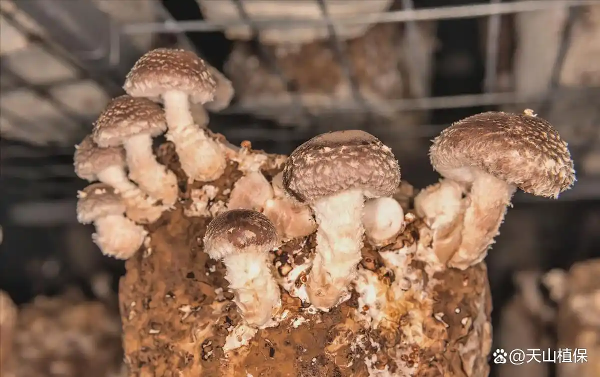 蘑菇种植技术和栽培方法(图1) 蘑菇种植技术_阳台食用菌种植技术_双孢蘑菇栽培方法