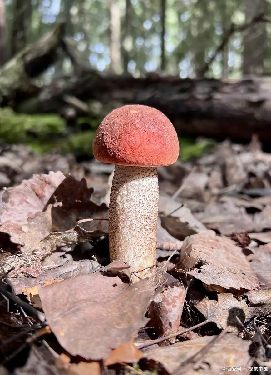 蘑菇种植技术和栽培方法(图2) 阳台食用菌种植技术_双孢蘑菇栽培方法_蘑菇种植技术