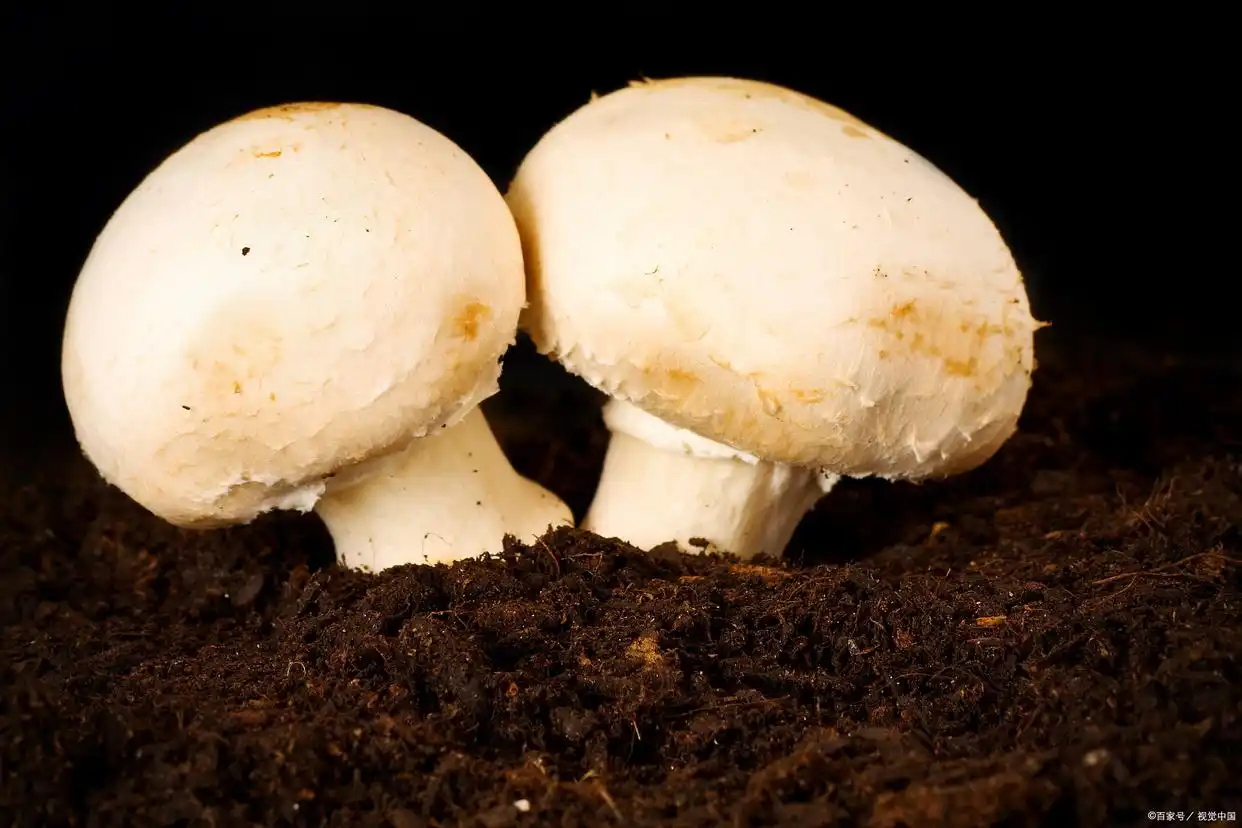 蘑菇种植技术和栽培方法(图3) 蘑菇种植技术_阳台食用菌种植技术_双孢蘑菇栽培方法