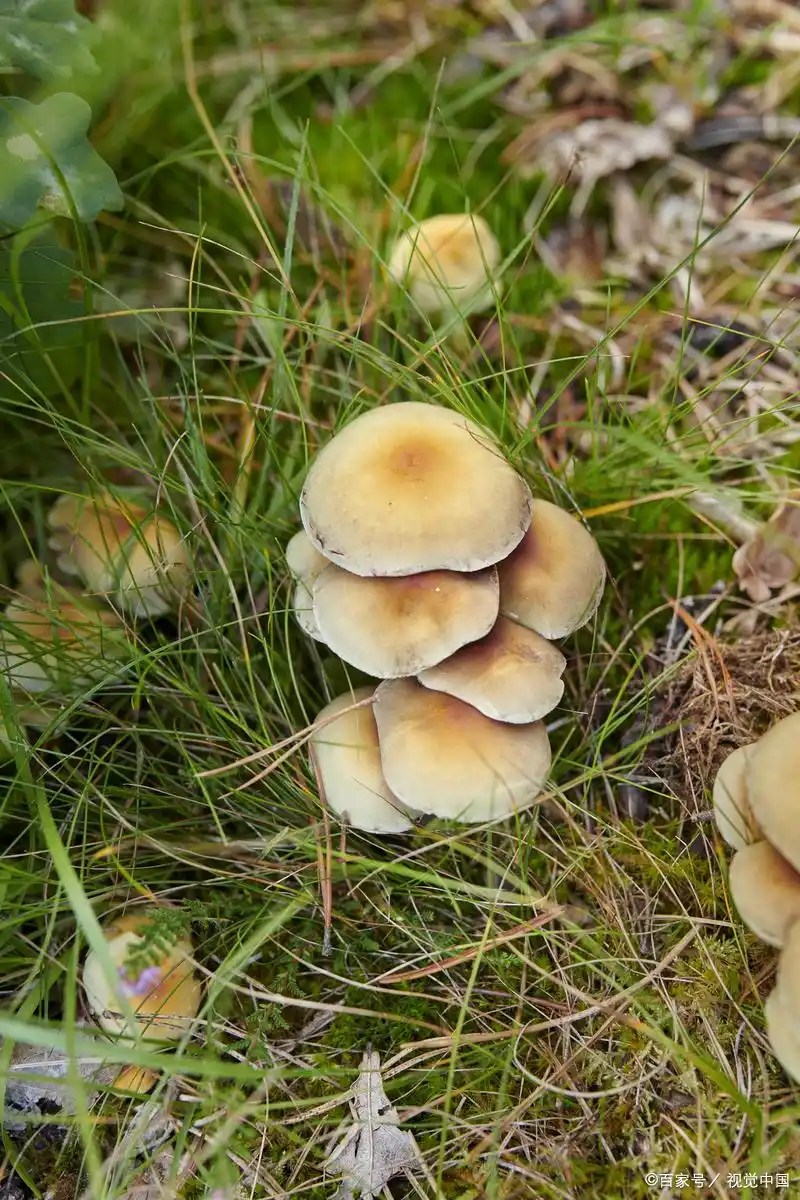 蘑菇种植技术和栽培方法(图4) 阳台食用菌种植技术_蘑菇种植技术_双孢蘑菇栽培方法