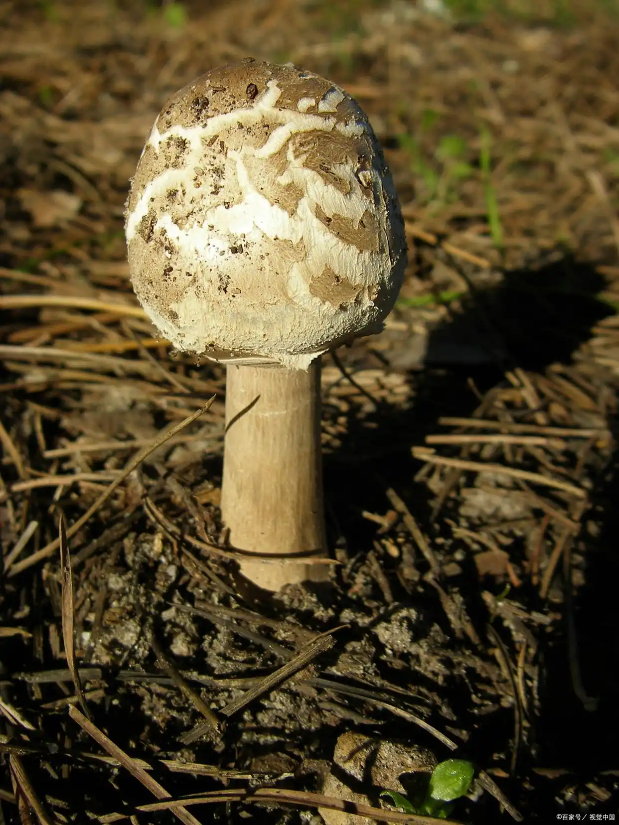 蘑菇种植技术和栽培方法(图5) 蘑菇种植技术_双孢蘑菇栽培方法_阳台食用菌种植技术