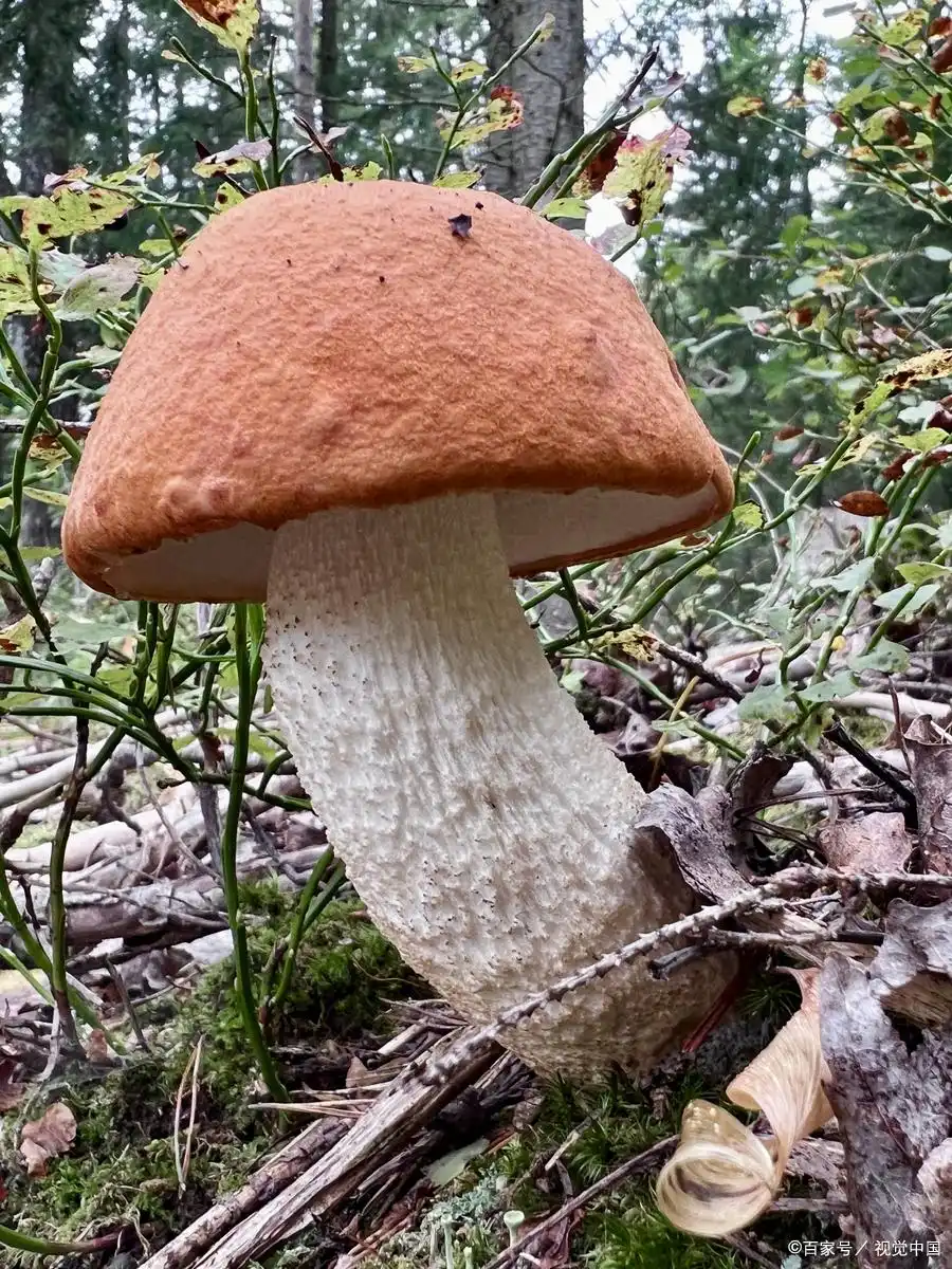 蘑菇种植技术和栽培方法(图6) 阳台食用菌种植技术_双孢蘑菇栽培方法_蘑菇种植技术