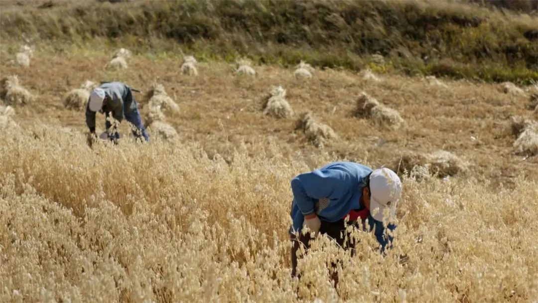 10部经典国产美食纪录片,吃货宅家必看(图30) 国产美食纪录片推荐_舌尖上的中国的美食_舌尖上的中国纪录片评价
