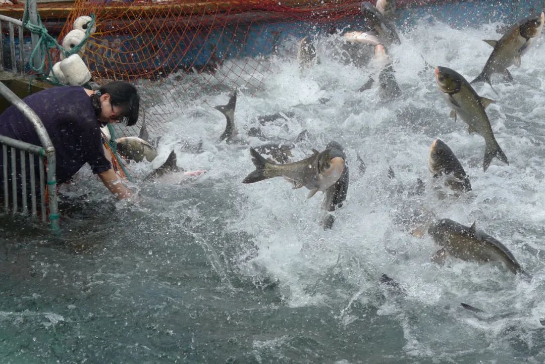 10部经典国产美食纪录片,吃货宅家必看(图6) 舌尖上的中国的美食_舌尖上的中国纪录片评价_国产美食纪录片推荐