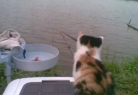 老司机手把手教你冬天水库怎么钓鱼!(图2) 冬钓饵料打窝技巧_冬钓深水钓位选择_冷水型水库钓鱼技巧