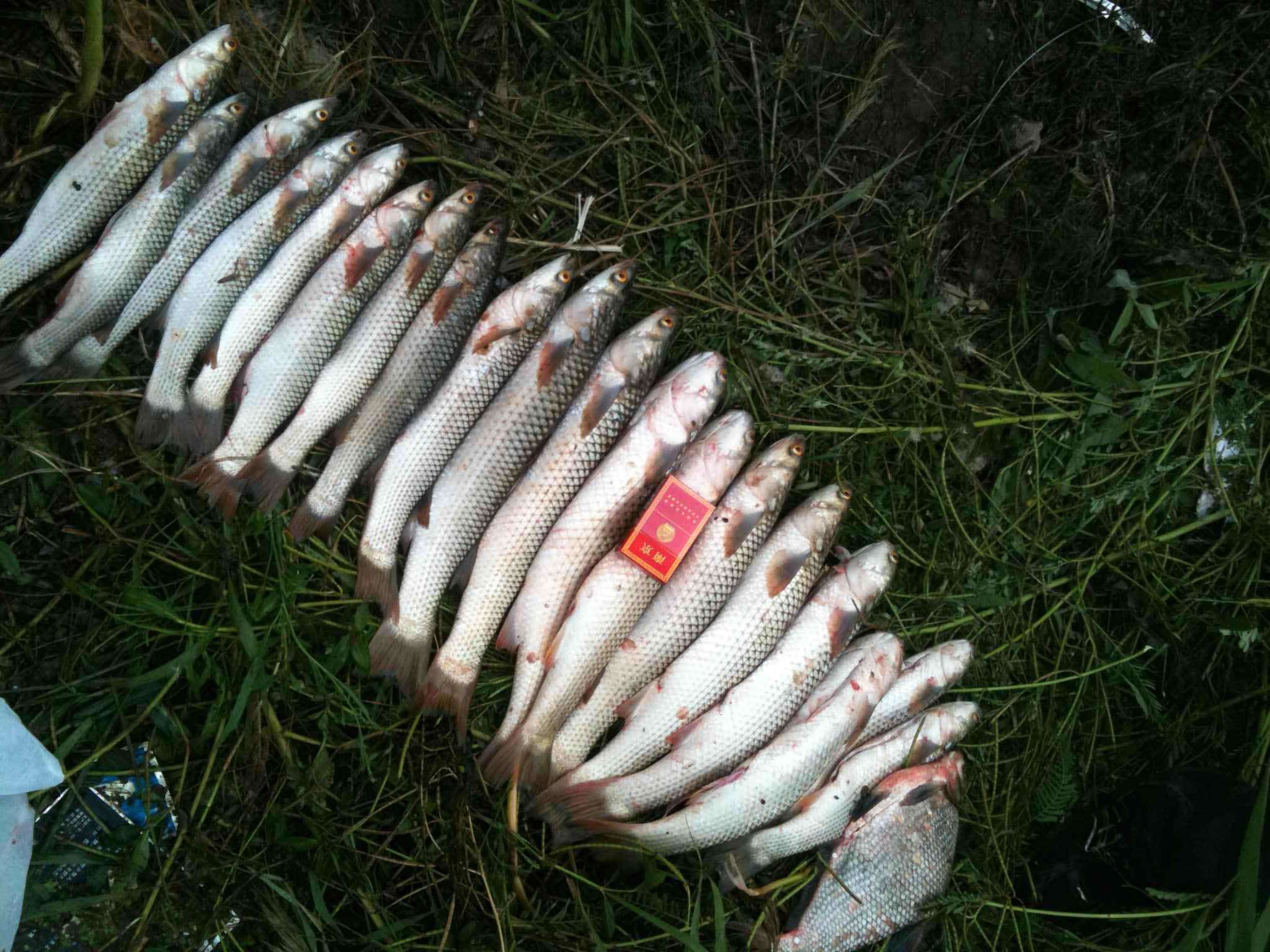 水库垂钓总没渔获,这些技巧试一试,想要空军都难(图1) 垂钓时间管理窝料准备_水库钓大鱼技巧_冷水型水库钓鱼技巧