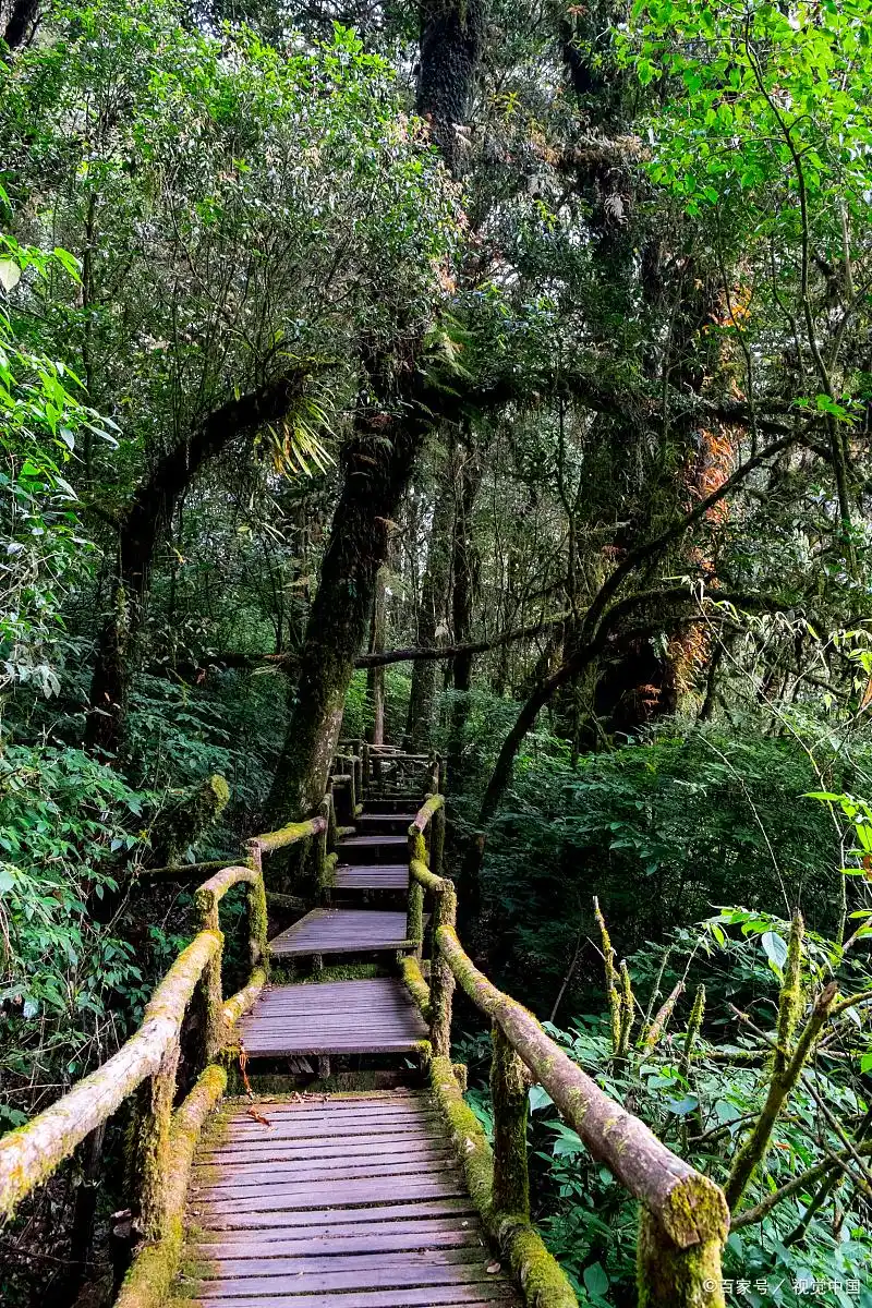 大围山国家森林公园旅游攻略(图3) 大围山国家森林公园旅游攻略_湖南省大围山国家森林公园景点推荐_大围山景区