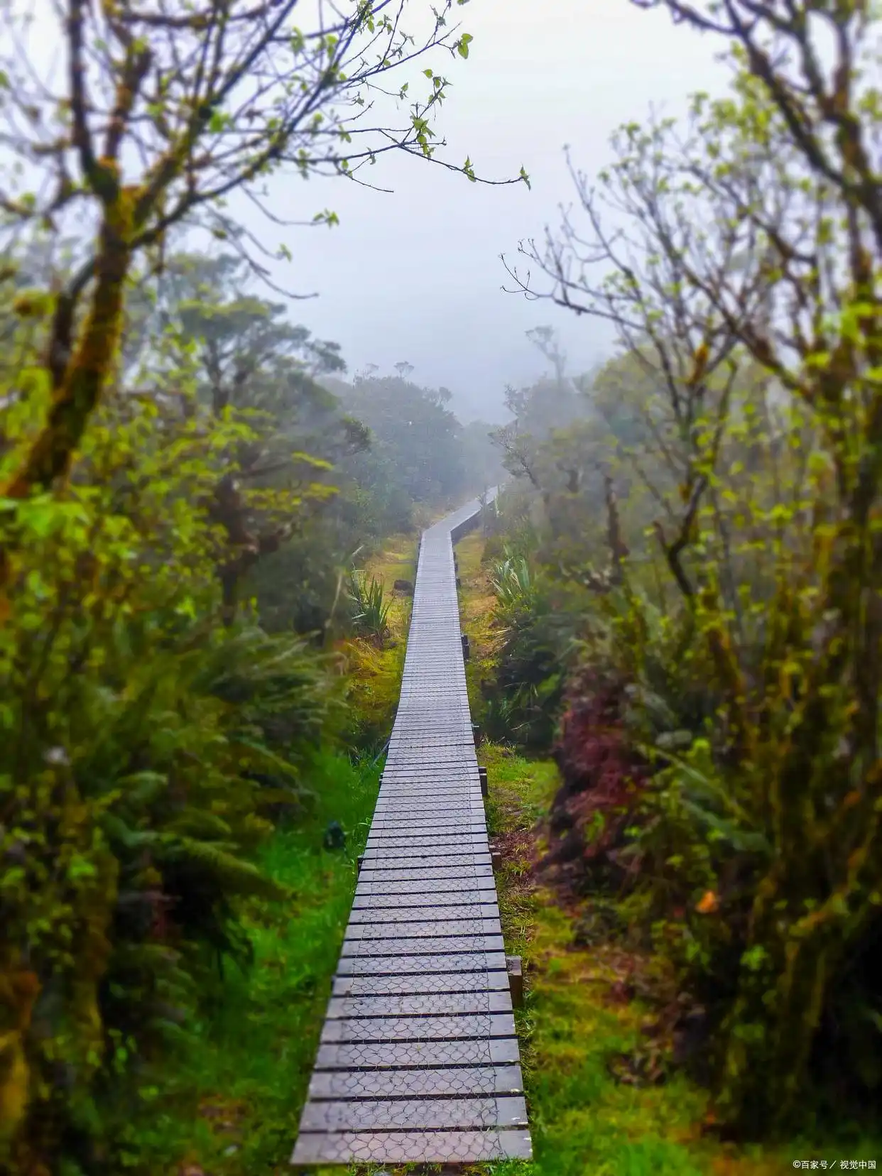 大围山国家森林公园旅游攻略(图5) 湖南省大围山国家森林公园景点推荐_大围山国家森林公园旅游攻略_大围山景区