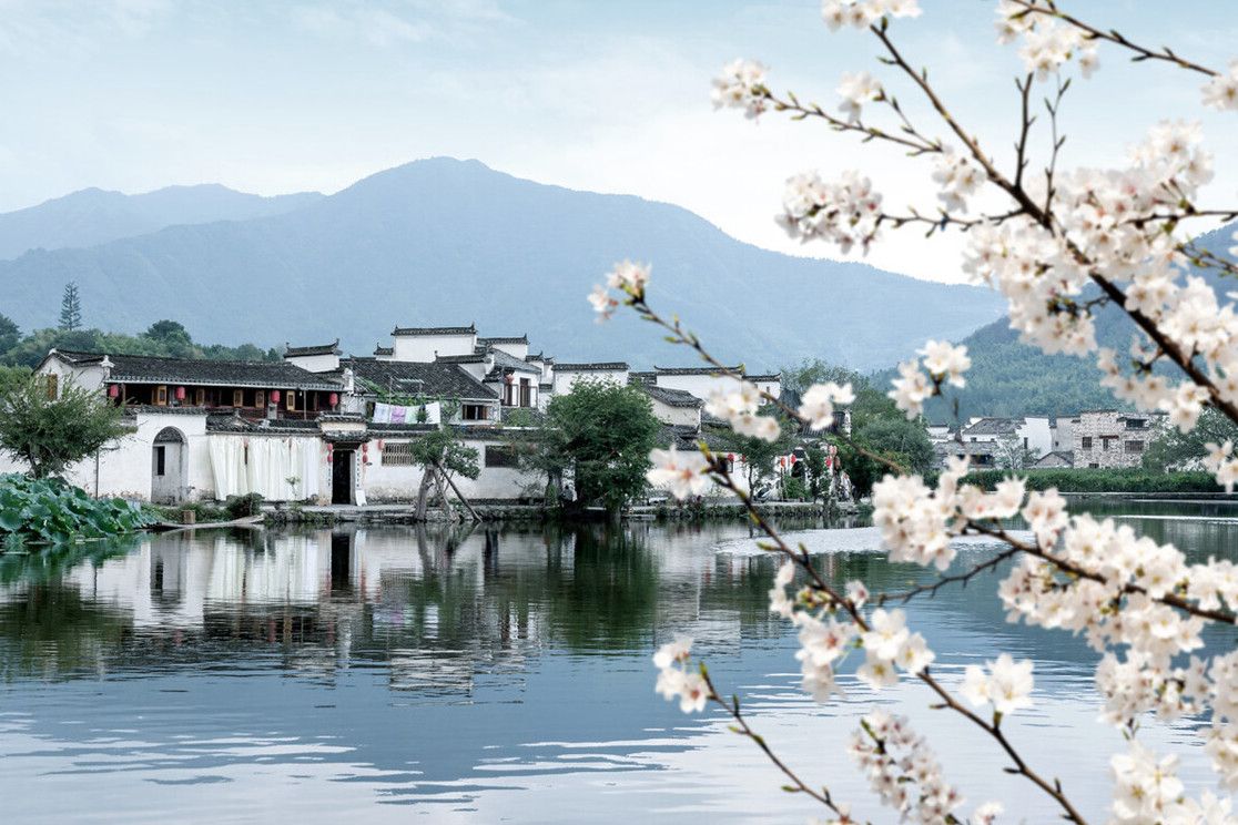 安徽“10大名菜”,你吃过几种?不愧属于八大菜系,实打实的好菜(图1) 火腿炖甲鱼是哪里名菜_安徽传统美食推荐_徽菜特色菜