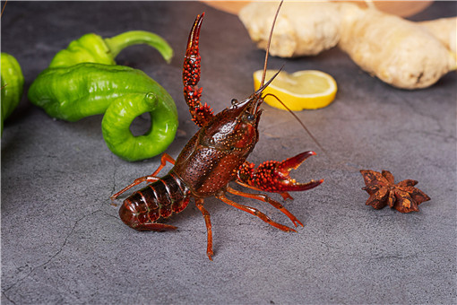 2019年小龙虾价格行情走势预测:小龙虾多少钱一斤?(附全国各地小龙虾价格)(图2) 青岛海鲜批发价格表_2019年小龙虾价格预测_小龙虾价格行情走势预测