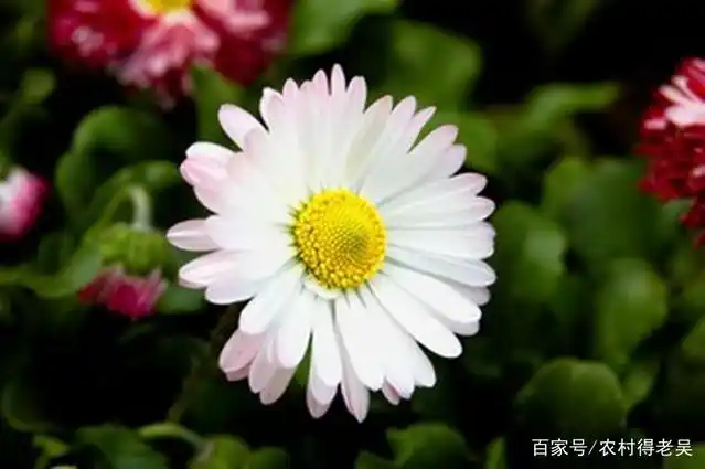 单反摄影的8个小技巧,实用通透,1分钟让你的摄影作品格调满满(图7) 数码单反摄影技巧大全868_单反拍摄方法_单反摄影技巧