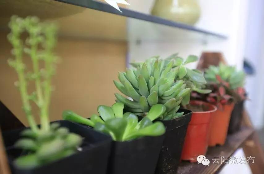 云阳居然有家这么高大上的花店,只有最浪漫的人才知道(图11) 云阳香颂花店_法国装修风格花店_花店 装修