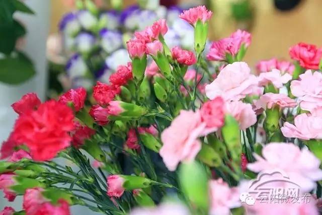 云阳居然有家这么高大上的花店,只有最浪漫的人才知道(图7) 花店 装修_法国装修风格花店_云阳香颂花店