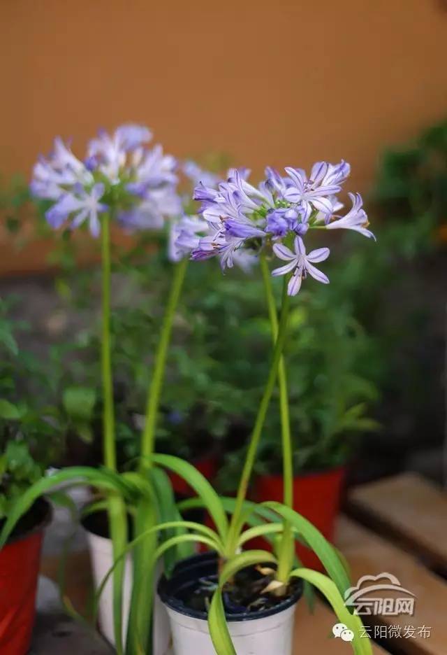 云阳居然有家这么高大上的花店,只有最浪漫的人才知道(图8) 法国装修风格花店_花店 装修_云阳香颂花店