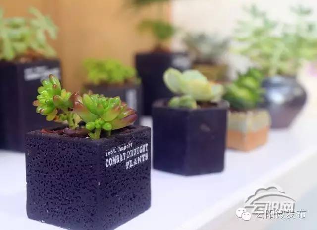 云阳居然有家这么高大上的花店,只有最浪漫的人才知道(图10) 法国装修风格花店_花店 装修_云阳香颂花店