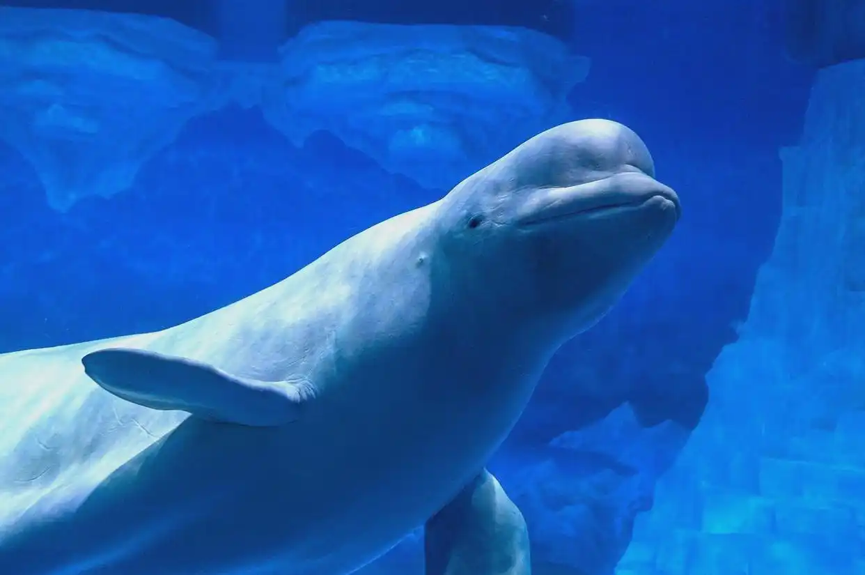 长白山景区建筑_长白山四季特色旅游_东北首批5A景区