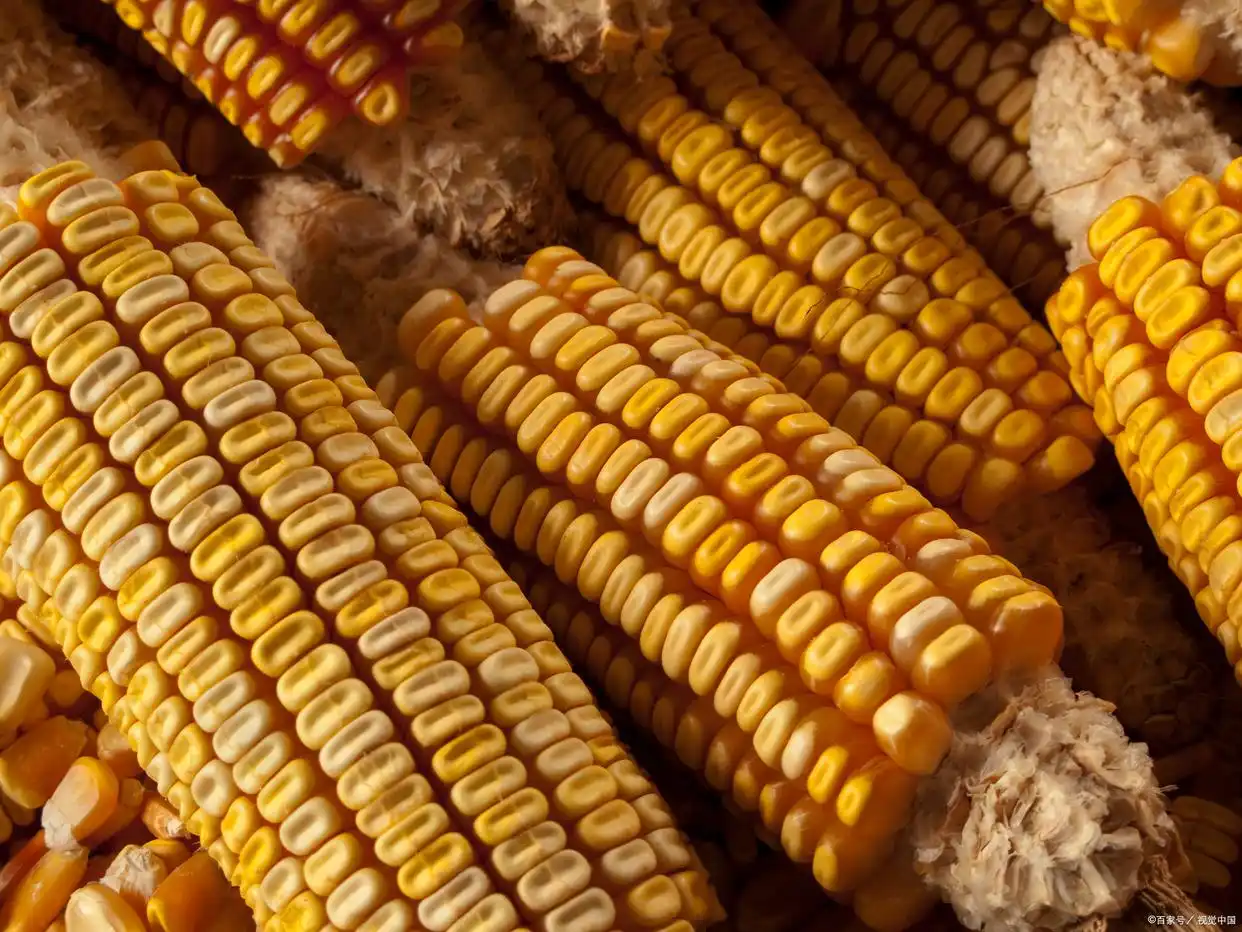 转基因作物检测项目及方法(图2) 转基因作物检测_转基因成分定性分析_pcr技术在转基因食品检测中应用