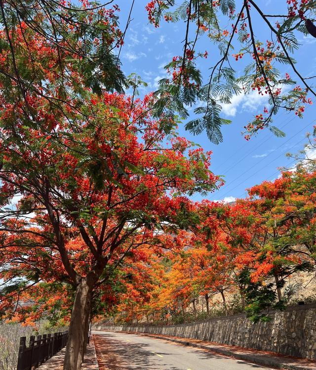 热闹糯米IcSvBP(图2) 攀枝花景点怎样游玩最合理_攀枝花苏铁保护区基因库夜游_攀枝花西佛寺工业遗产灯光秀