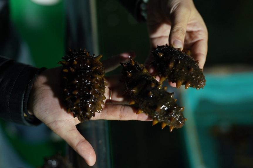 “多多好特产”加码扶持农货商家,上半年农产品销量同比增长47%(图5) 拼多多千亿扶持农产品商家增长_上海特产零食_拼多多多多好特产农产品上行