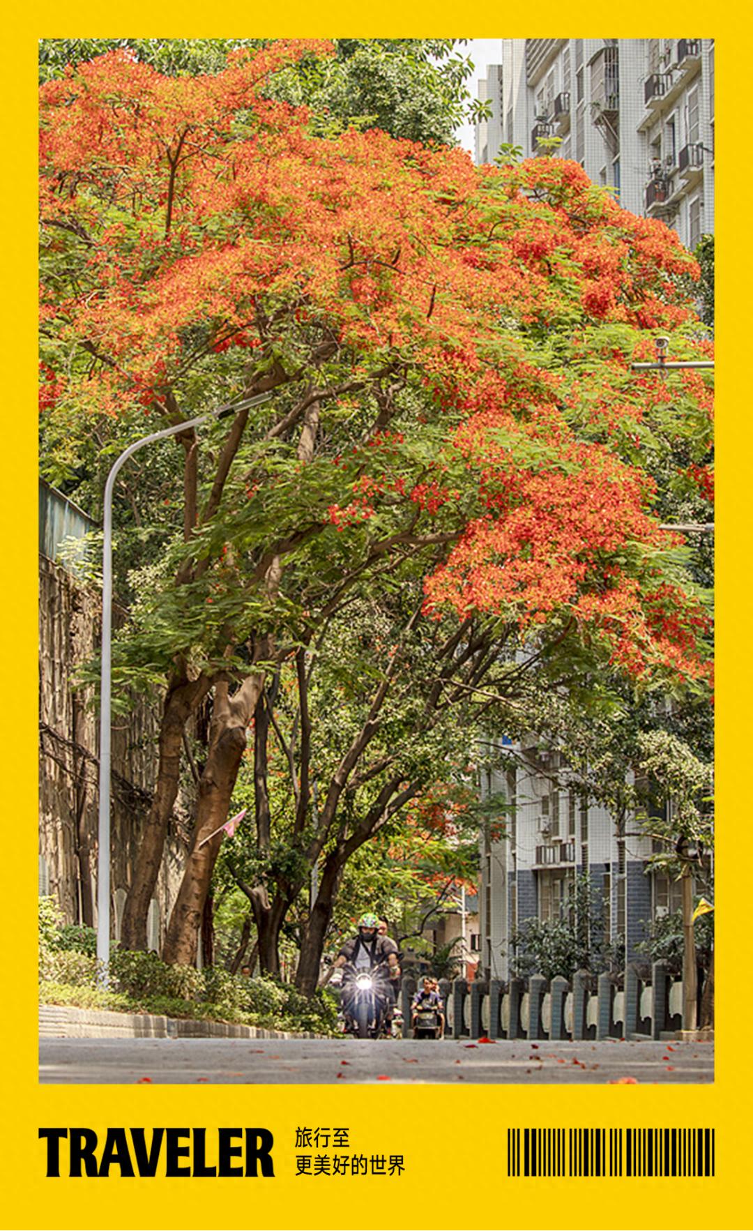 在攀枝花过冬,比三亚爽多了(图1) 攀枝花工业转型与旅游发展_攀枝花景点怎样游玩最合理_攀枝花花海旅游攻略