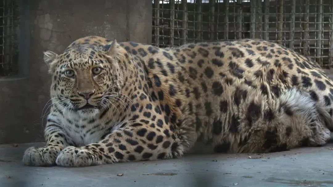 在攀枝花过冬,比三亚爽多了(图11) 攀枝花花海旅游攻略_攀枝花景点怎样游玩最合理_攀枝花工业转型与旅游发展