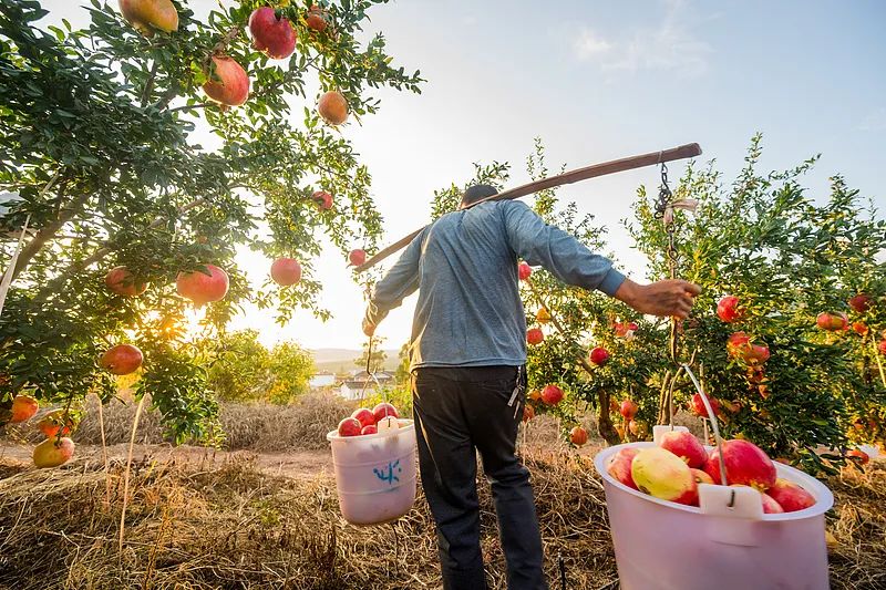 在攀枝花过冬,比三亚爽多了(图18) 攀枝花工业转型与旅游发展_攀枝花花海旅游攻略_攀枝花景点怎样游玩最合理